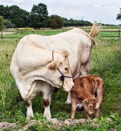 cow and calf